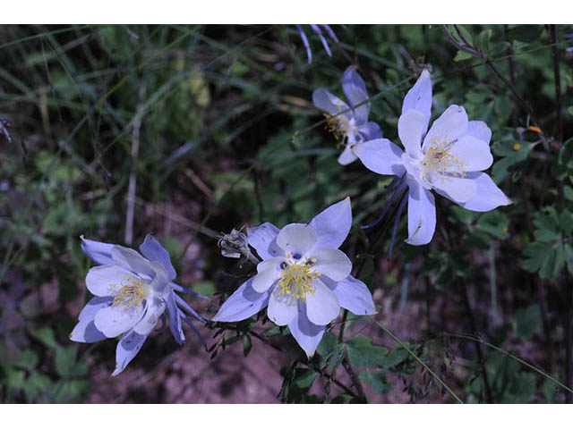 Aquilegia coerulea (Colorado blue columbine) #72171