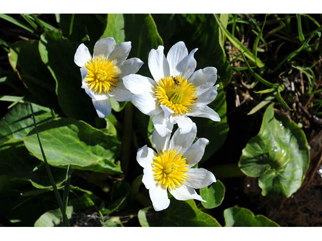 Caltha leptosepala var. leptosepala (White marsh-marigold) #72190