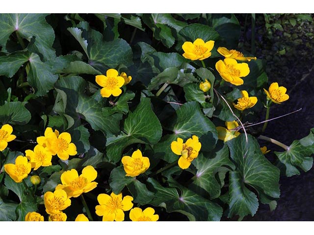 Caltha palustris (Yellow marsh marigold) #72218