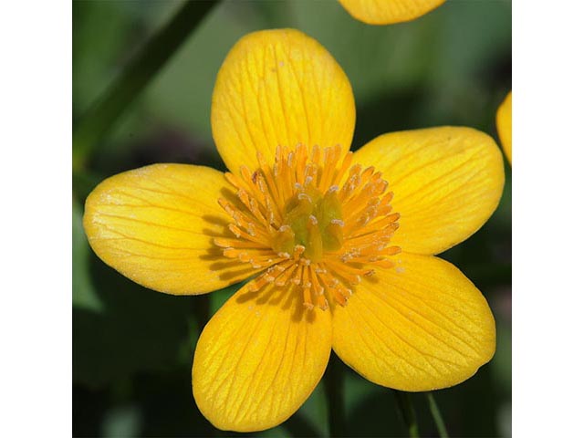 Caltha palustris (Yellow marsh marigold) #72242