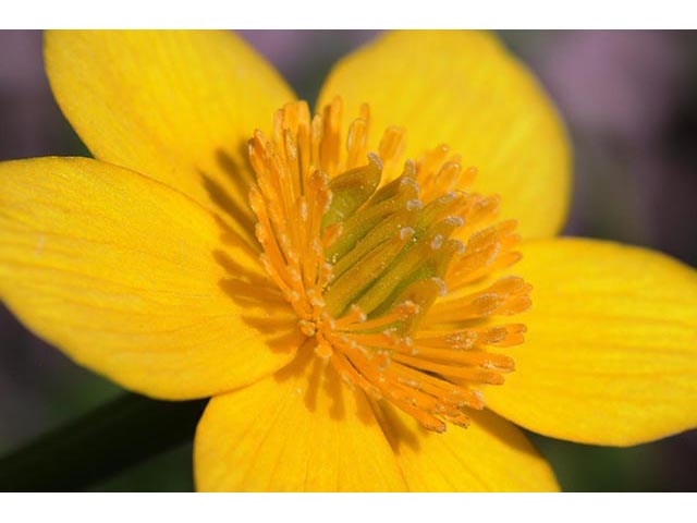 Caltha palustris (Yellow marsh marigold) #72245