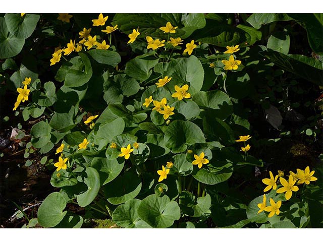 Caltha palustris (Yellow marsh marigold) #72261
