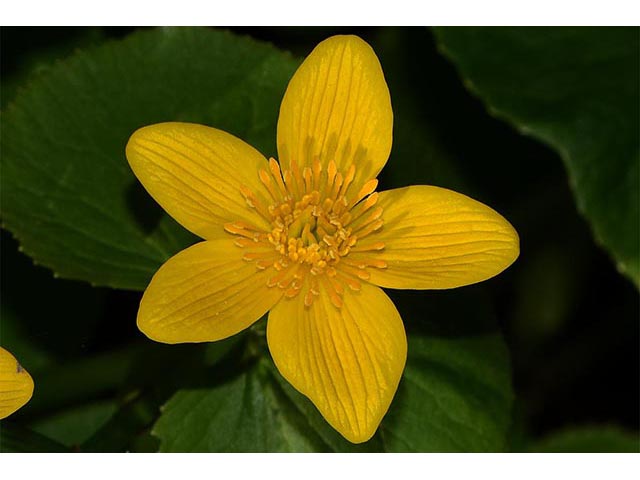 Caltha palustris (Yellow marsh marigold) #72264