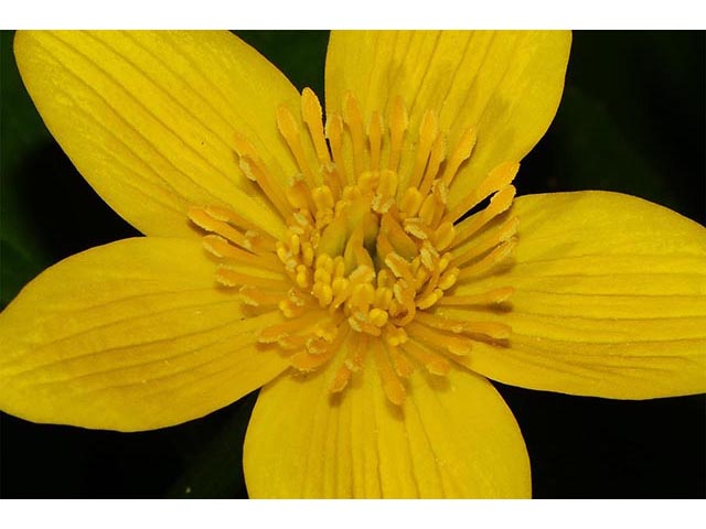 Caltha palustris (Yellow marsh marigold) #72271