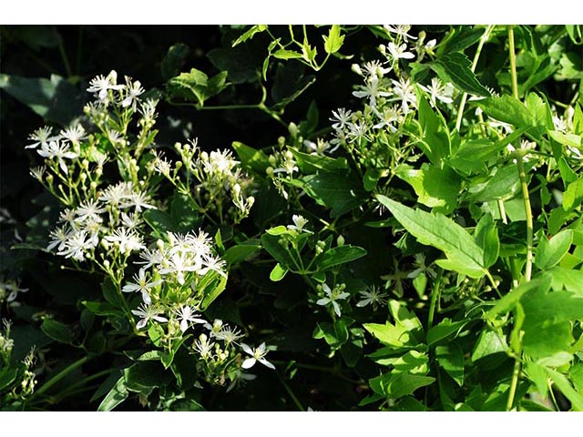 Clematis ligusticifolia (Western white clematis) #72272