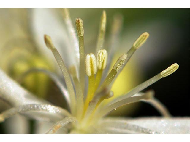Clematis ligusticifolia (Western white clematis) #72278