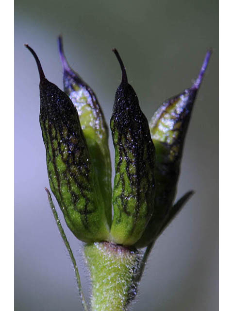 Delphinium barbeyi (Subalpine larkspur) #72316