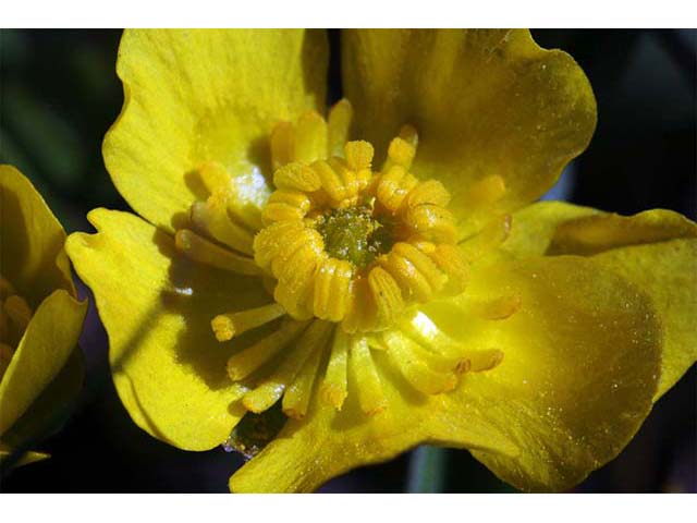 Ranunculus alismifolius var. alismellus (Plantainleaf buttercup) #72347
