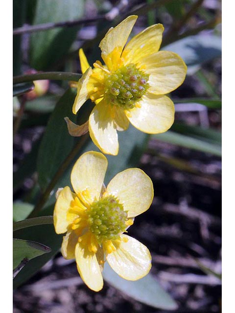 Ranunculus glaberrimus var. ellipticus (Elliptical buttercup) #72374