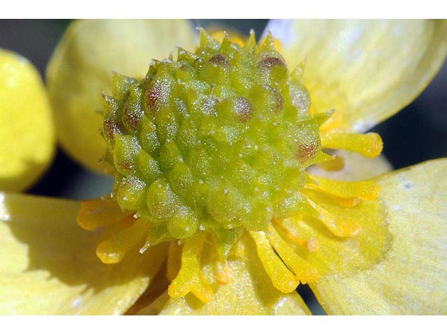 Ranunculus glaberrimus var. ellipticus (Elliptical buttercup) #72380