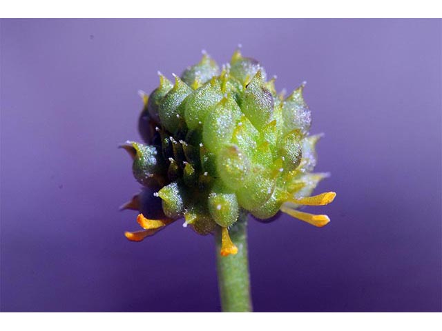 Ranunculus glaberrimus var. ellipticus (Elliptical buttercup) #72382