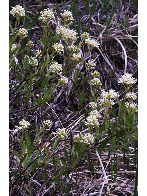Ceanothus herbaceus (Prairie redroot) #72415