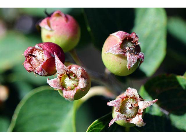 Amelanchier utahensis (Utah serviceberry) #72506