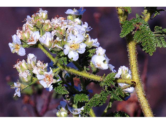 Chamaebatiaria millefolium (Desert sweet) #72530