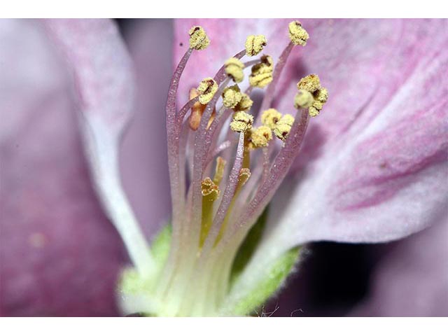 Malus coronaria (Sweet crabapple) #72583
