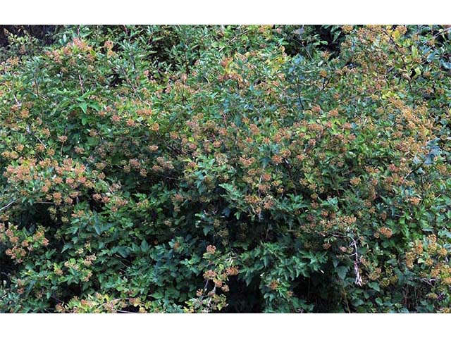 Physocarpus opulifolius (Common ninebark) #72597
