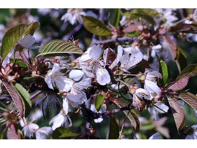 Prunus pensylvanica (Pin cherry) #72691