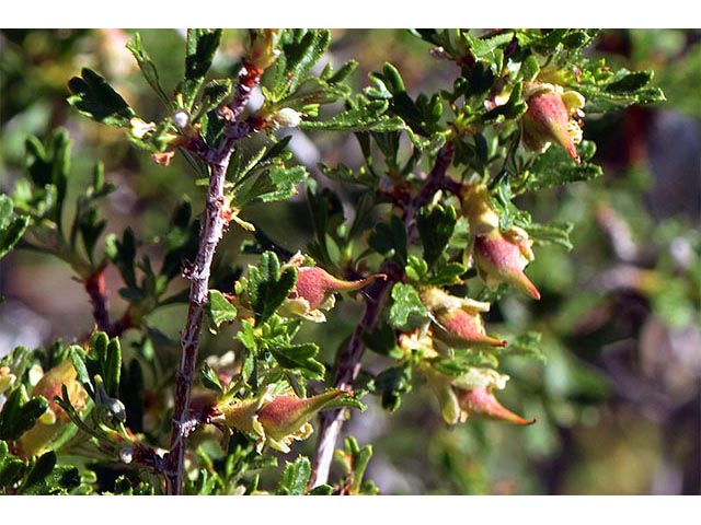 Purshia glandulosa (Desert bitterbrush) #72764