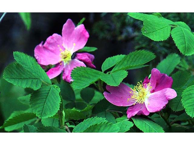 Rosa woodsii var. woodsii (Woods' rose) #72785