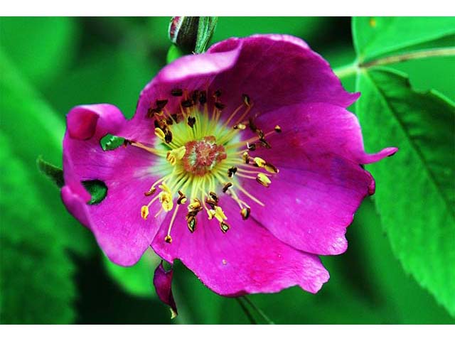 Rosa woodsii var. woodsii (Woods' rose) #72793