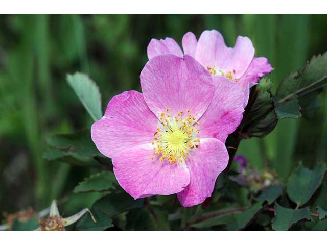 Rosa woodsii (Woods' rose) #72811