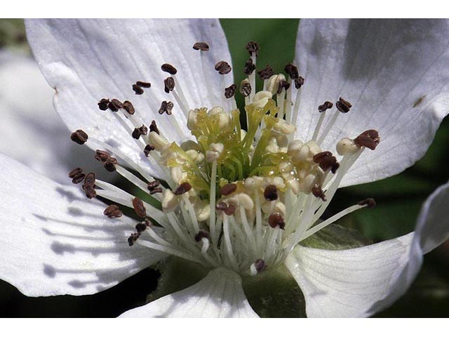 Rubus flagellaris (Northern dewberry) #72836