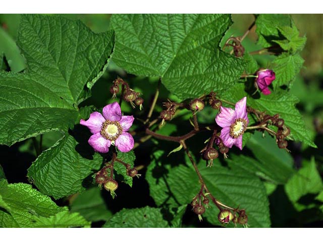 Rubus odoratus (Purple-flowering raspberry) #72838