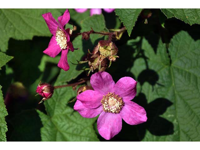 Rubus odoratus (Purple-flowering raspberry) #72846