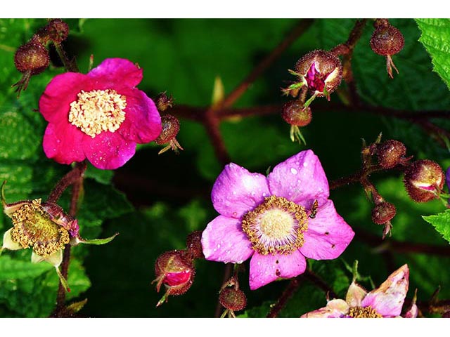 Rubus odoratus (Purple-flowering raspberry) #72851