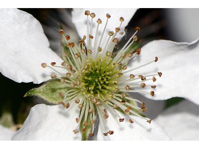 Rubus pensilvanicus (Pennsylvania blackberry) #72866