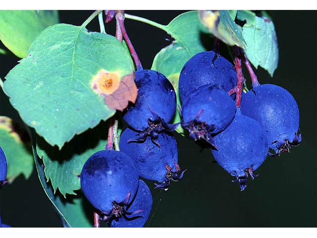 Amelanchier pumila (Dwarf serviceberry) #72885