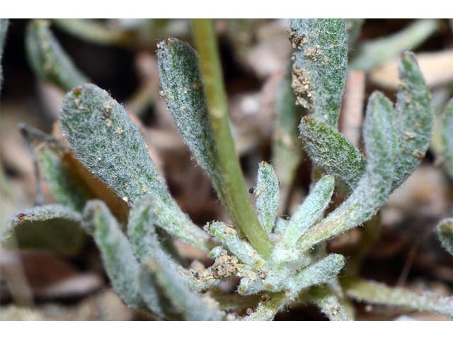 Eriogonum cusickii (Cusick's buckwheat) #51621
