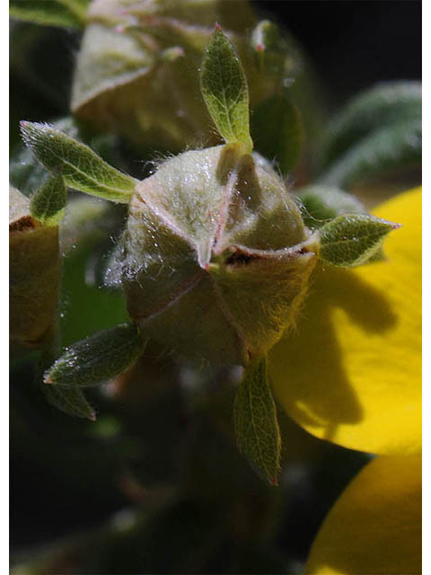 Dasiphora fruticosa (Shrubby cinquefoil) #72938