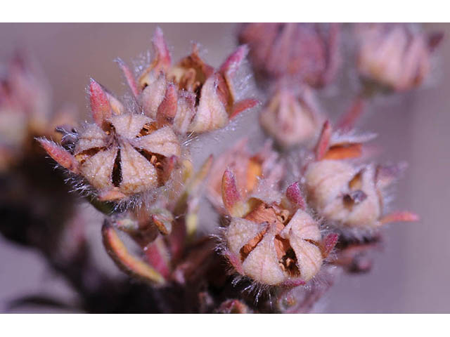 Dasiphora fruticosa (Shrubby cinquefoil) #72962