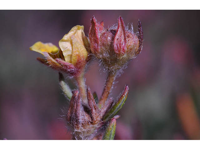 Dasiphora fruticosa (Shrubby cinquefoil) #72964