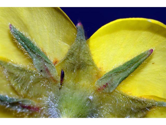 Dasiphora fruticosa (Shrubby cinquefoil) #72987