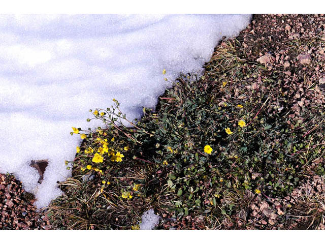 Potentilla diversifolia var. diversifolia (Varileaf cinquefoil) #73067