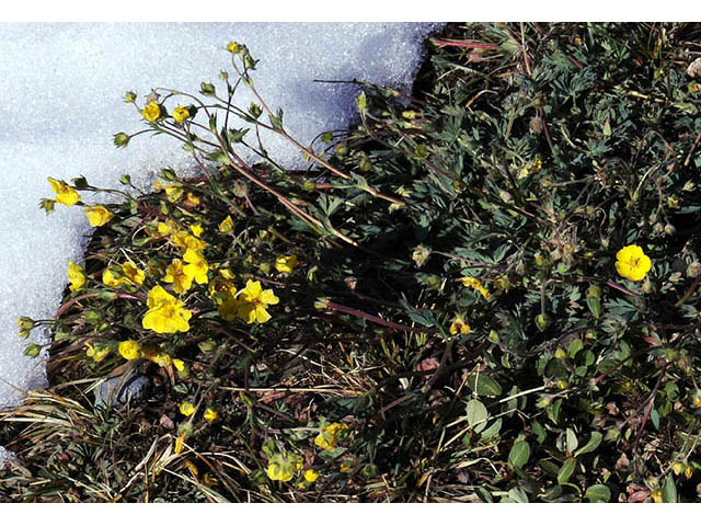 Potentilla diversifolia var. diversifolia (Varileaf cinquefoil) #73068