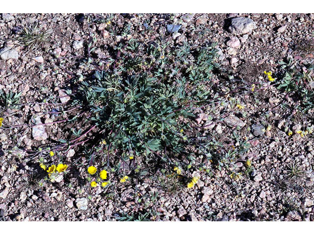 Potentilla diversifolia var. diversifolia (Varileaf cinquefoil) #73070