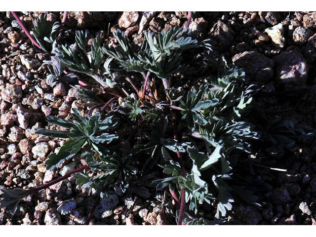 Potentilla diversifolia var. diversifolia (Varileaf cinquefoil) #73075
