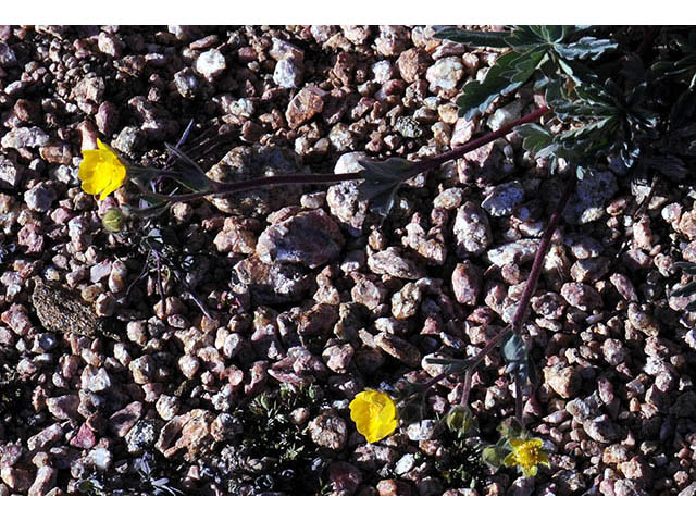 Potentilla diversifolia var. diversifolia (Varileaf cinquefoil) #73076