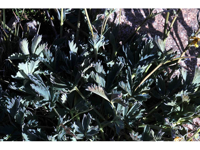 Potentilla diversifolia var. diversifolia (Varileaf cinquefoil) #73095