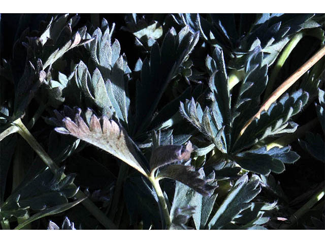 Potentilla diversifolia var. diversifolia (Varileaf cinquefoil) #73096