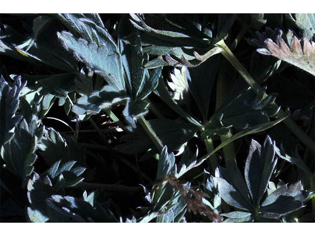 Potentilla diversifolia var. diversifolia (Varileaf cinquefoil) #73097