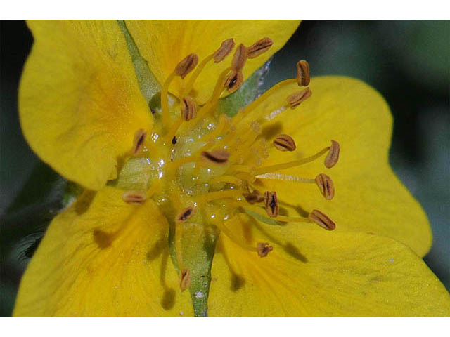 Potentilla neumanniana (Spring cinquefoil) #73130