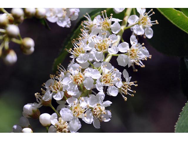 Prunus serotina (Black cherry) #73147