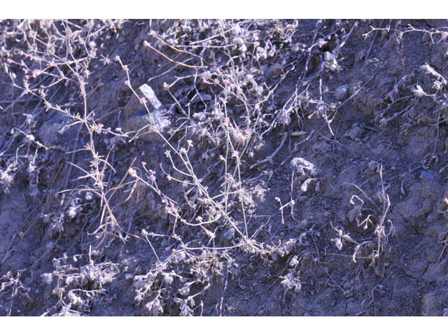 Eriogonum dasyanthemum (Chaparral buckwheat) #51648