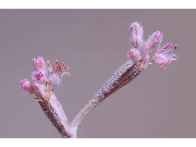 Eriogonum dasyanthemum (Chaparral buckwheat) #51650