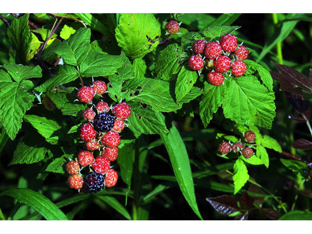 Rubus occidentalis (Black raspberry) #73224
