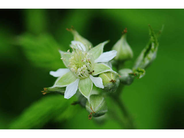 Rubus occidentalis (Black raspberry) #73230